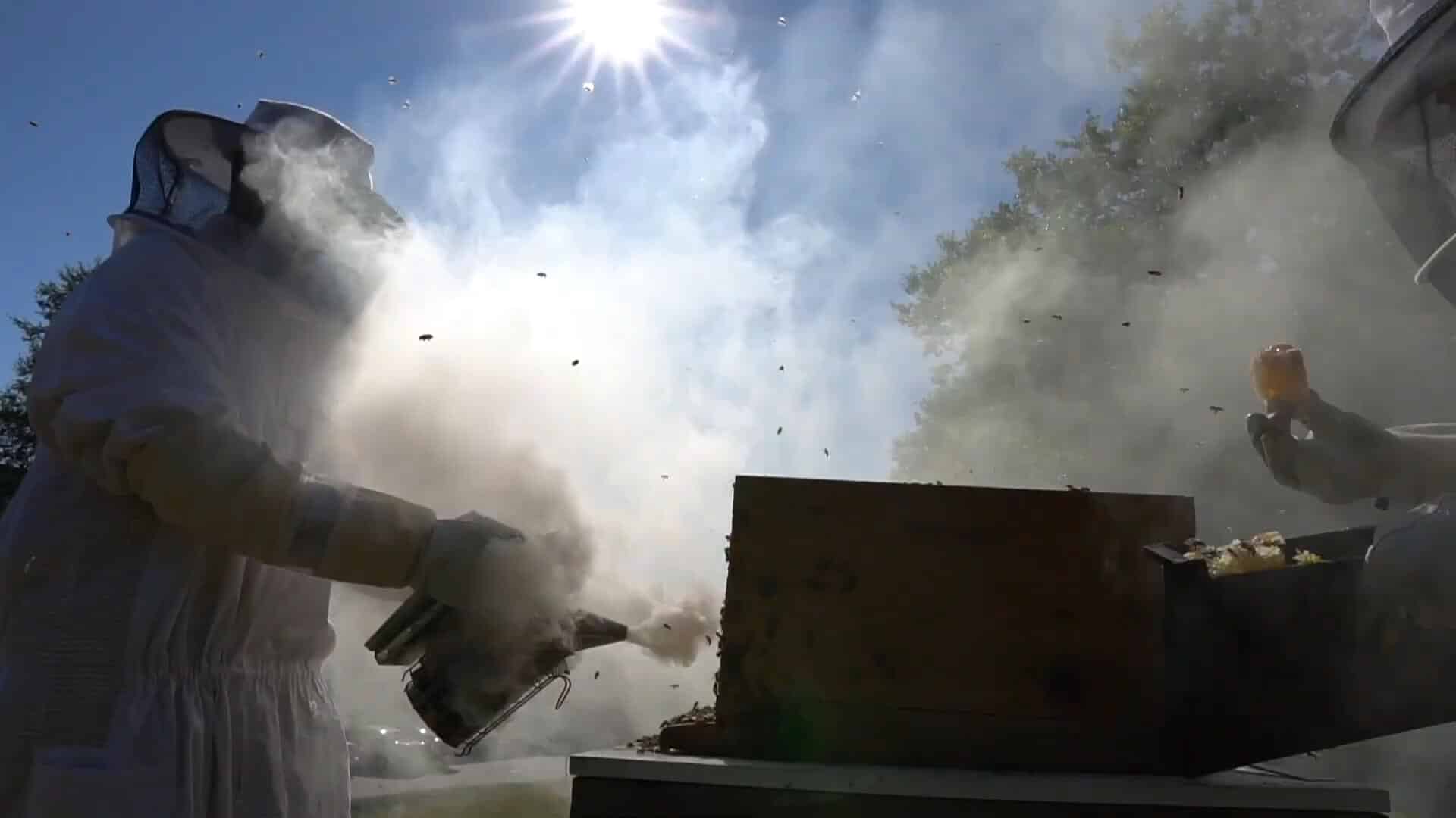 Two people in protective suits tend to a beehive, using smoke as bees fly around; sunlight and trees in the background capture a true summer experience.