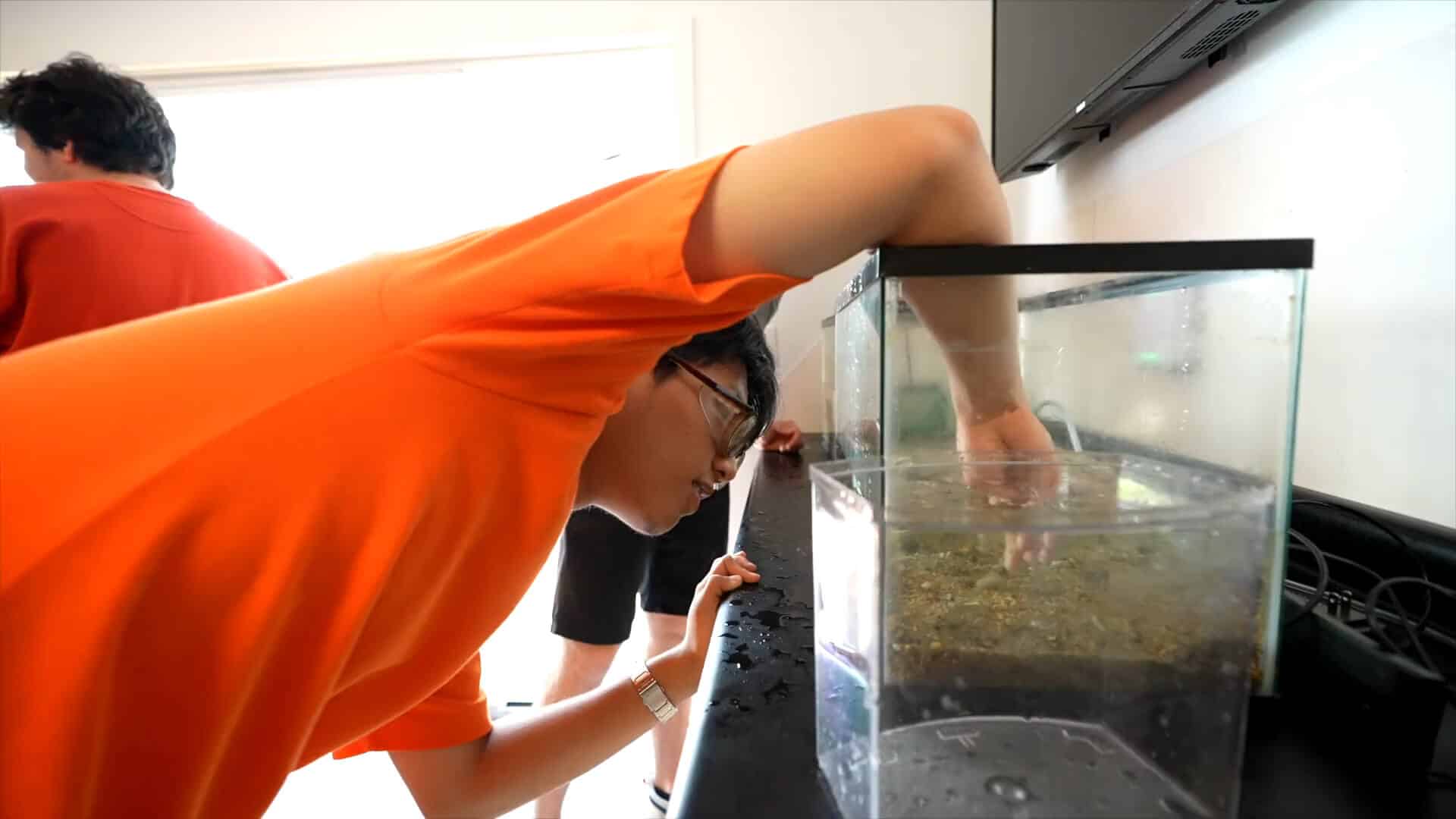A person in an orange shirt leans over and reaches into a fish tank on a counter, enjoying a unique summer experience while two others watch from the background.