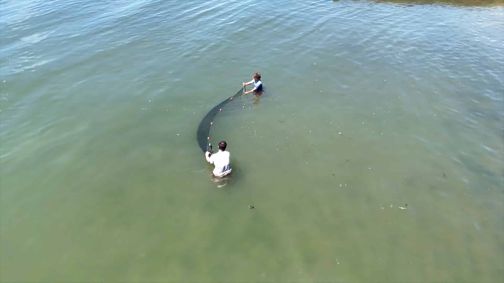 Two people standing in shallow water, holding and pulling a long fishing net between them, enjoying a classic summer experience.